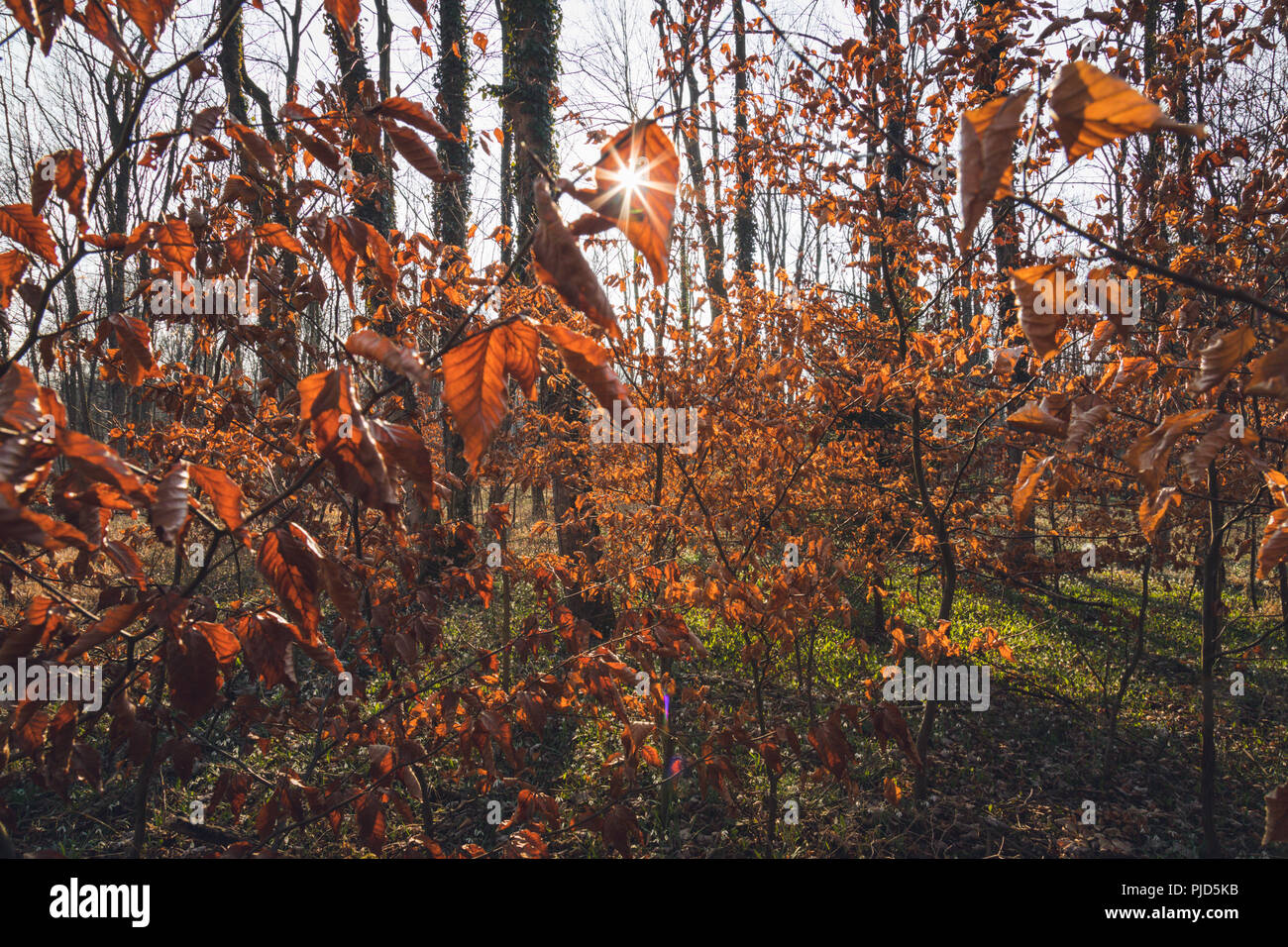 Backlight through orange Leaves, Sunstar, Lower Austria, Austria Stock Photo