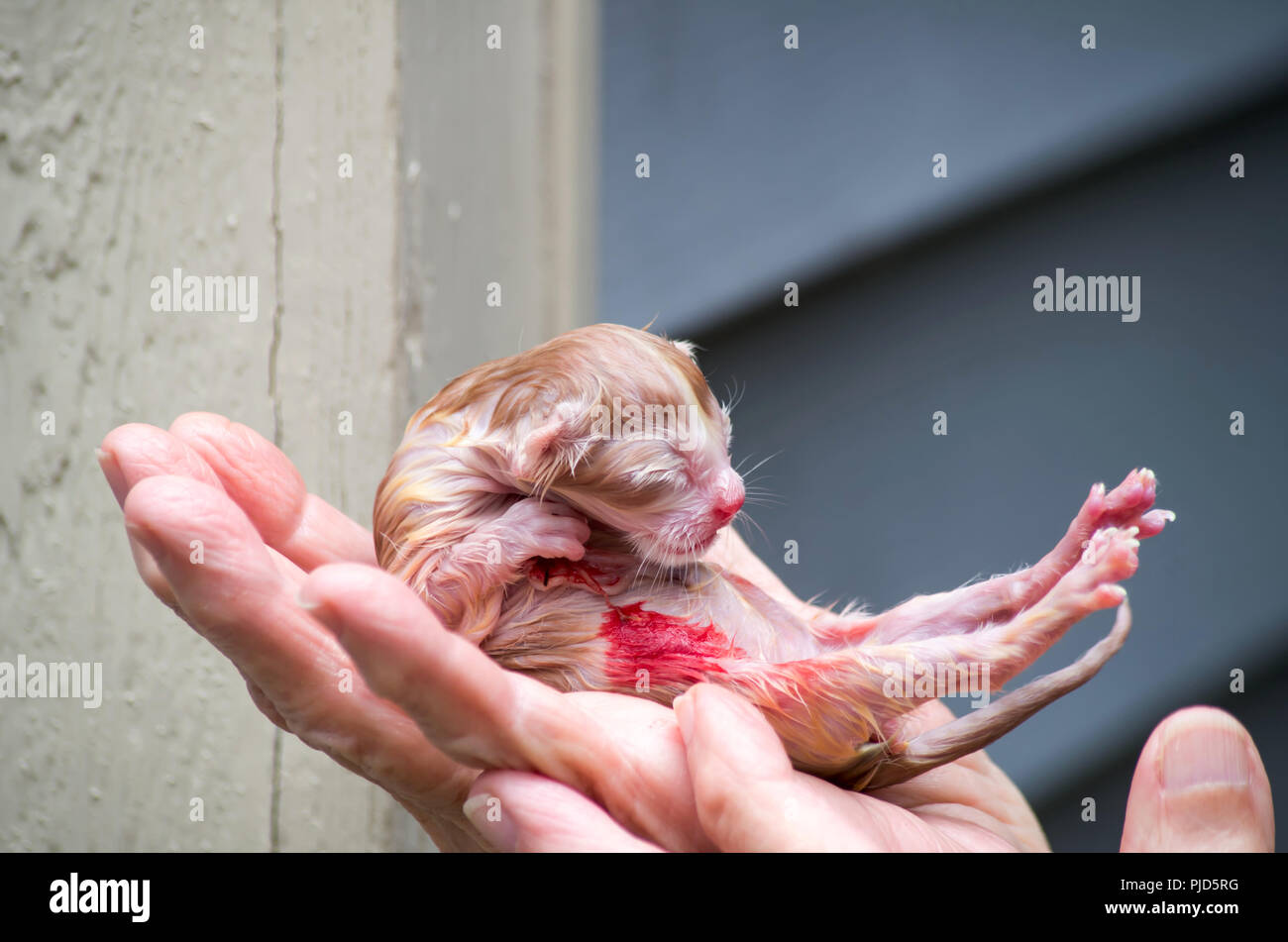 A newborn kitten in the hands of an 81 year old woman. The mother cat left this baby in the sack unattended. Assisted and reunited after photo. Pic 2 Stock Photo