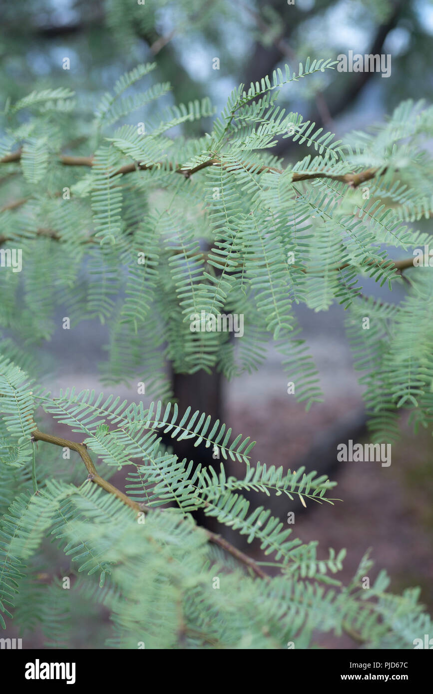 branches and leaves of Mesquite tree growing in Mojave Desert town of Pahrump, Nevada, USA Stock