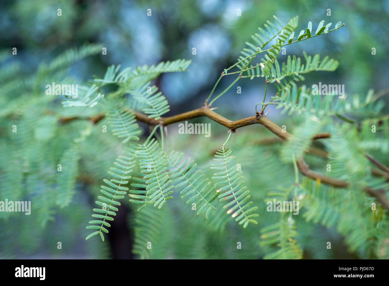 branches and leaves of Mesquite tree growing in Mojave Desert town of Pahrump, Nevada, USA Stock