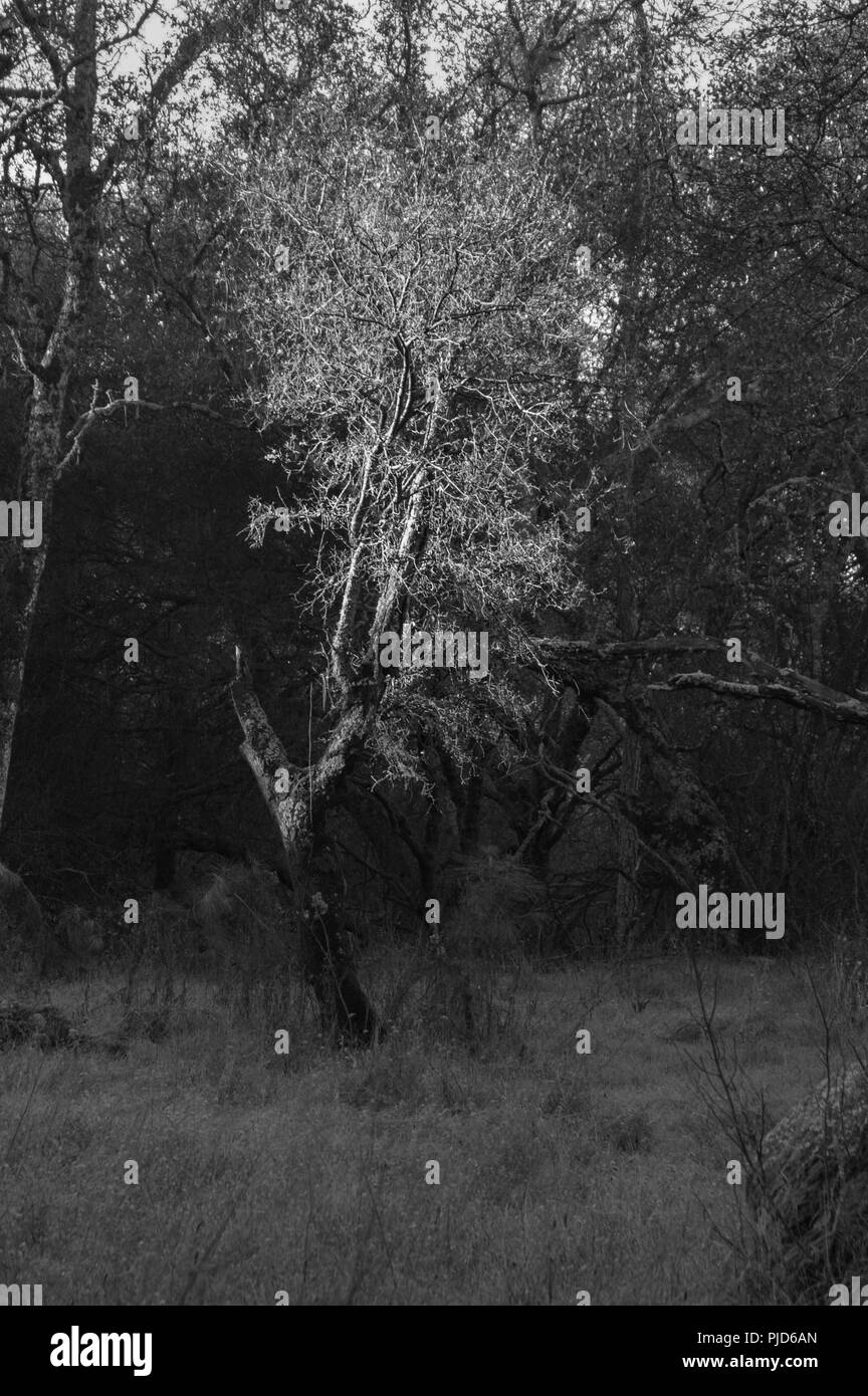 Spotlight on Lone Tree Stock Photo Alamy