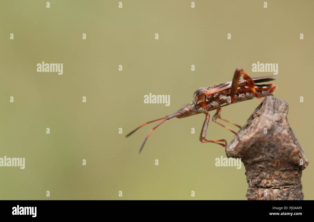 A pretty Western Conifer Seed Bug  (Leptoglossus occidentalis) Coreidae displaying on a twig. Stock Photo
