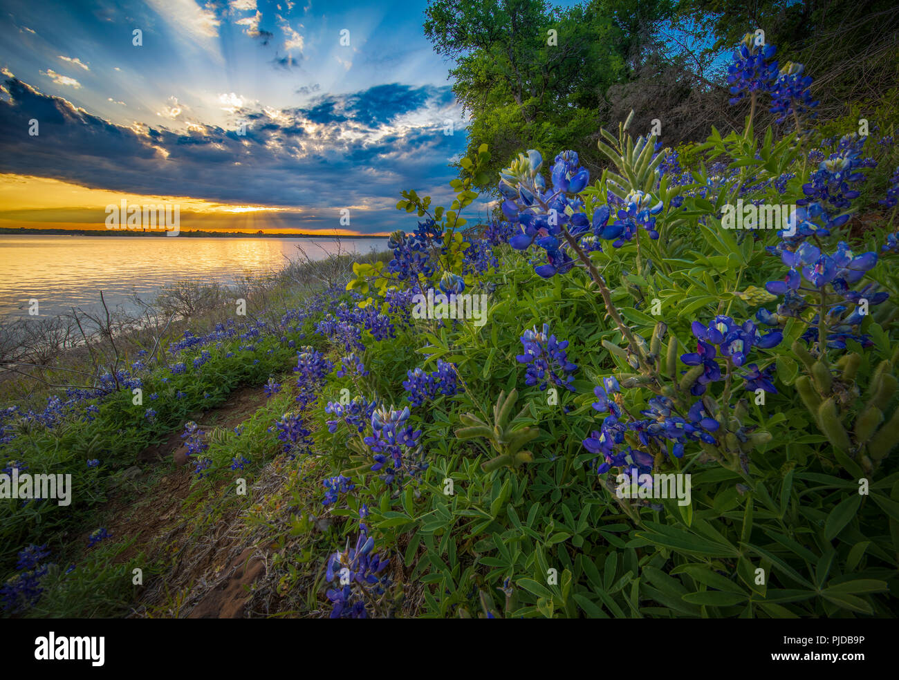 Bluebonnets at Grapevine Lake in North Texas. Lupinus texensis, the Texas bluebonnet, is a species of lupine endemic to Texas. Stock Photo