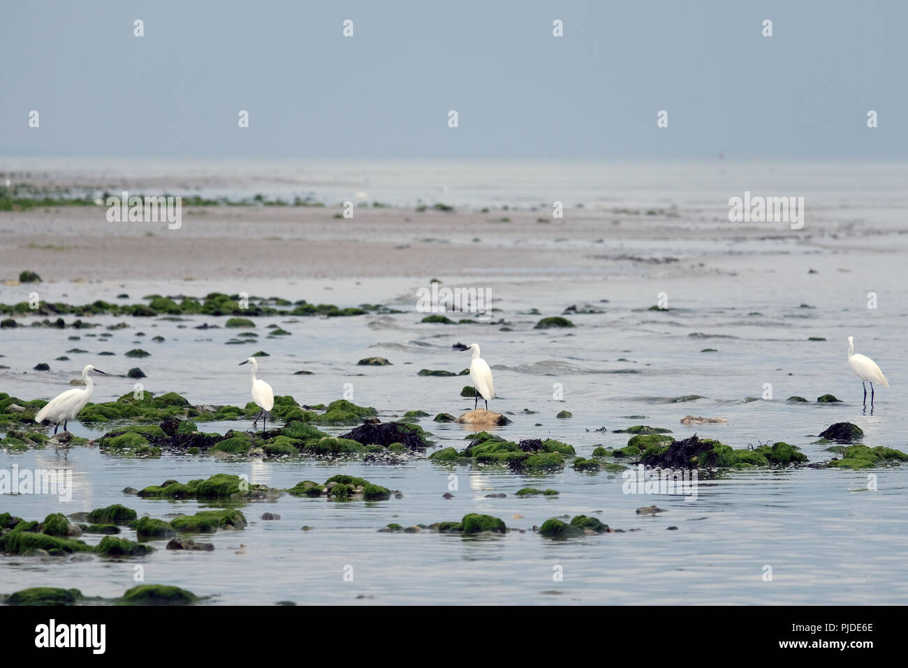 Little Egrets foraging amongst rockpools at low tide on East Preston beach, West Sussex Stock Photo