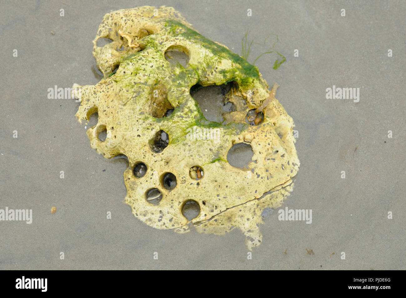 Well worn Hagstone on beach at East Preston, West Sussex at low tide in the afternoon. Stock Photo