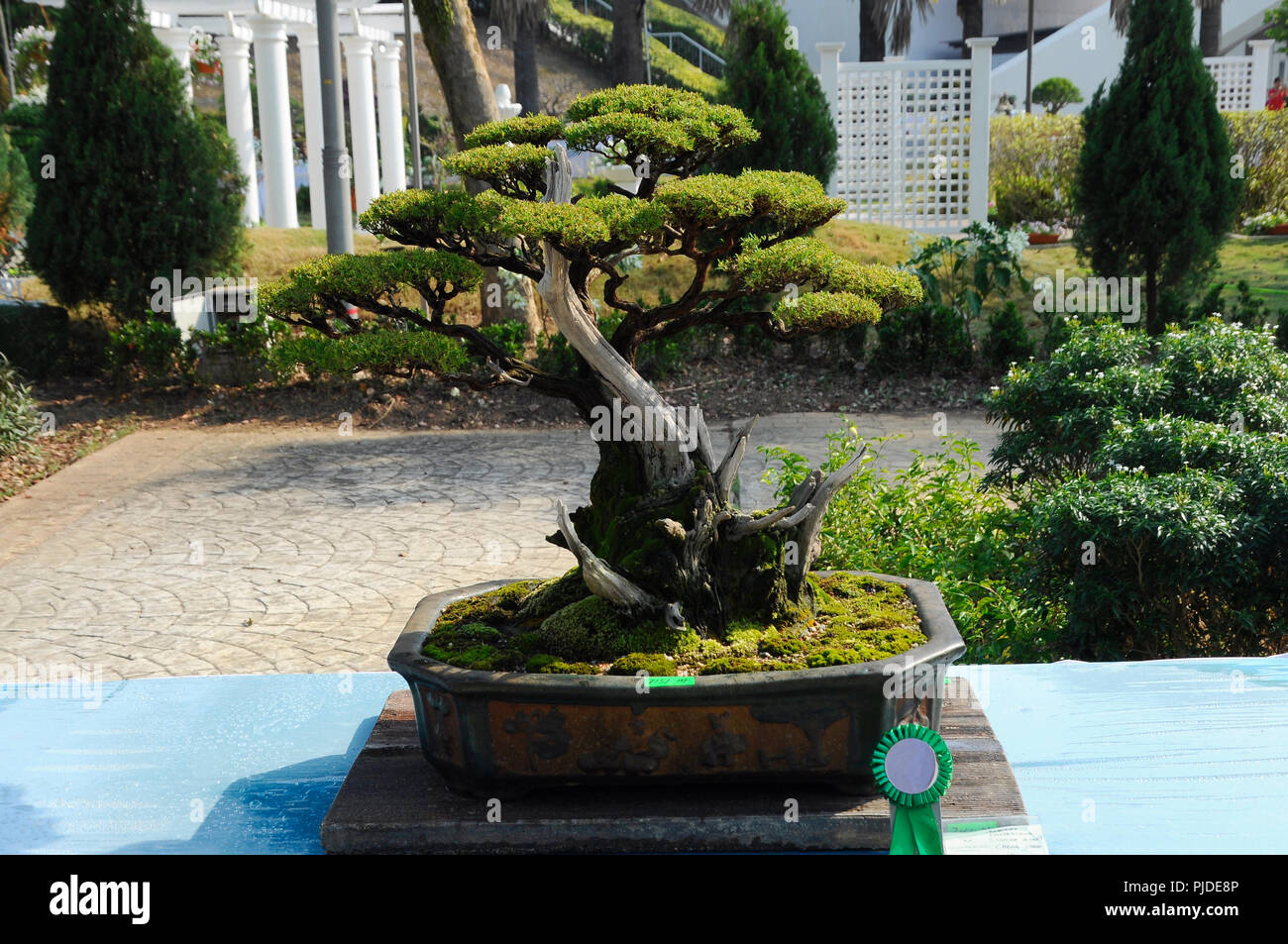 Bonsai tree display for public in Royal Floria Putrajaya garden in Putrajaya, Malaysia Stock Photo - Alamy Bonsai tree display for public in Royal Floria Putrajaya garden in Putrajaya, Malaysia Stock Photo - Alamy