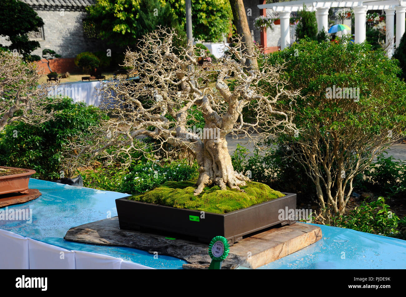 Bonsai tree display for public in Royal Floria Putrajaya garden in