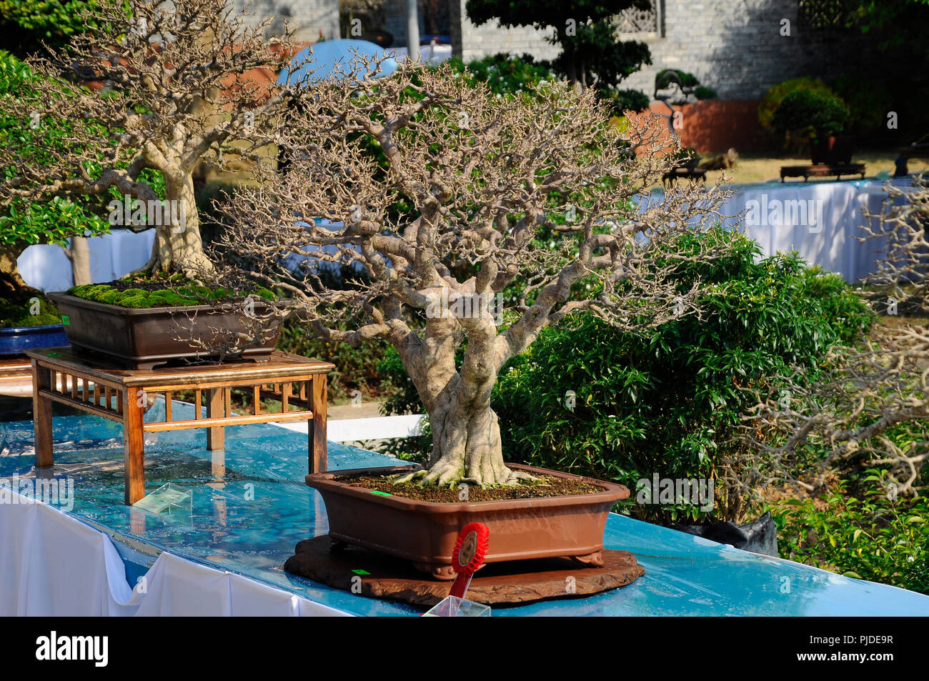 Bonsai tree display for public in Royal Floria Putrajaya garden in Putrajaya, Malaysia Stock Photo - Alamy Bonsai tree display for public in Royal Floria Putrajaya garden in Putrajaya, Malaysia Stock Photo - Alamy