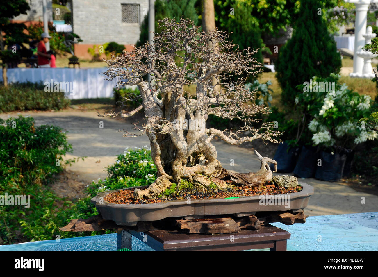 Bonsai tree display for public in Royal Floria Putrajaya garden in Putrajaya, Malaysia Stock Photo - Alamy Bonsai tree display for public in Royal Floria Putrajaya garden in Putrajaya, Malaysia Stock Photo - Alamy
