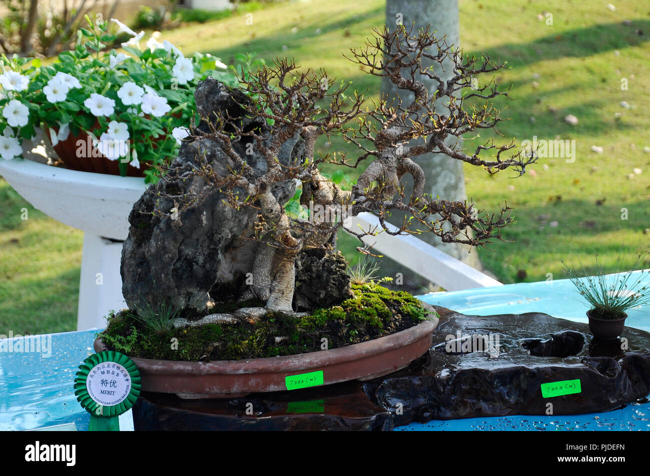 Bonsai tree display for public in Royal Floria Putrajaya garden in