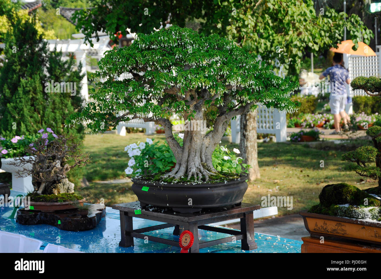 Bonsai tree display for public in Royal Floria Putrajaya garden in