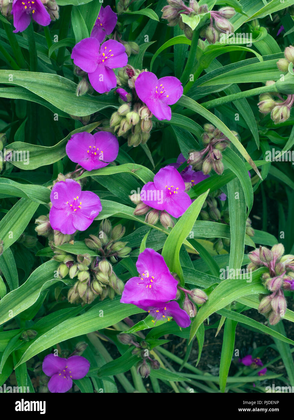 Tradescantia andersoniana 'Purple Dome' (Spiderwort) Stock Photo