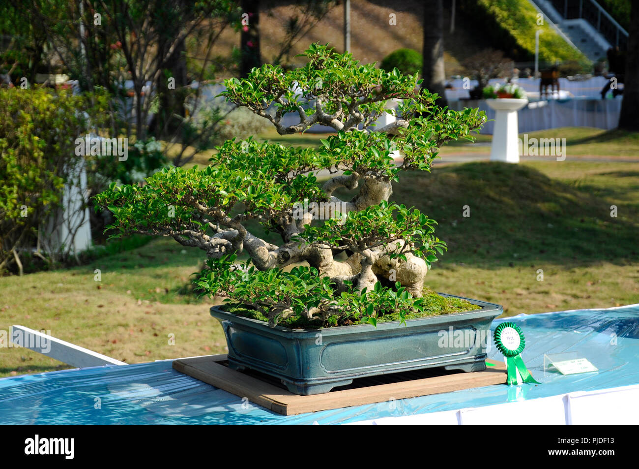 Bonsai tree display for public in Royal Floria Putrajaya garden in