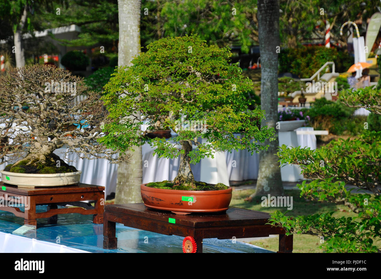 Bonsai tree display for public in Royal Floria Putrajaya garden in