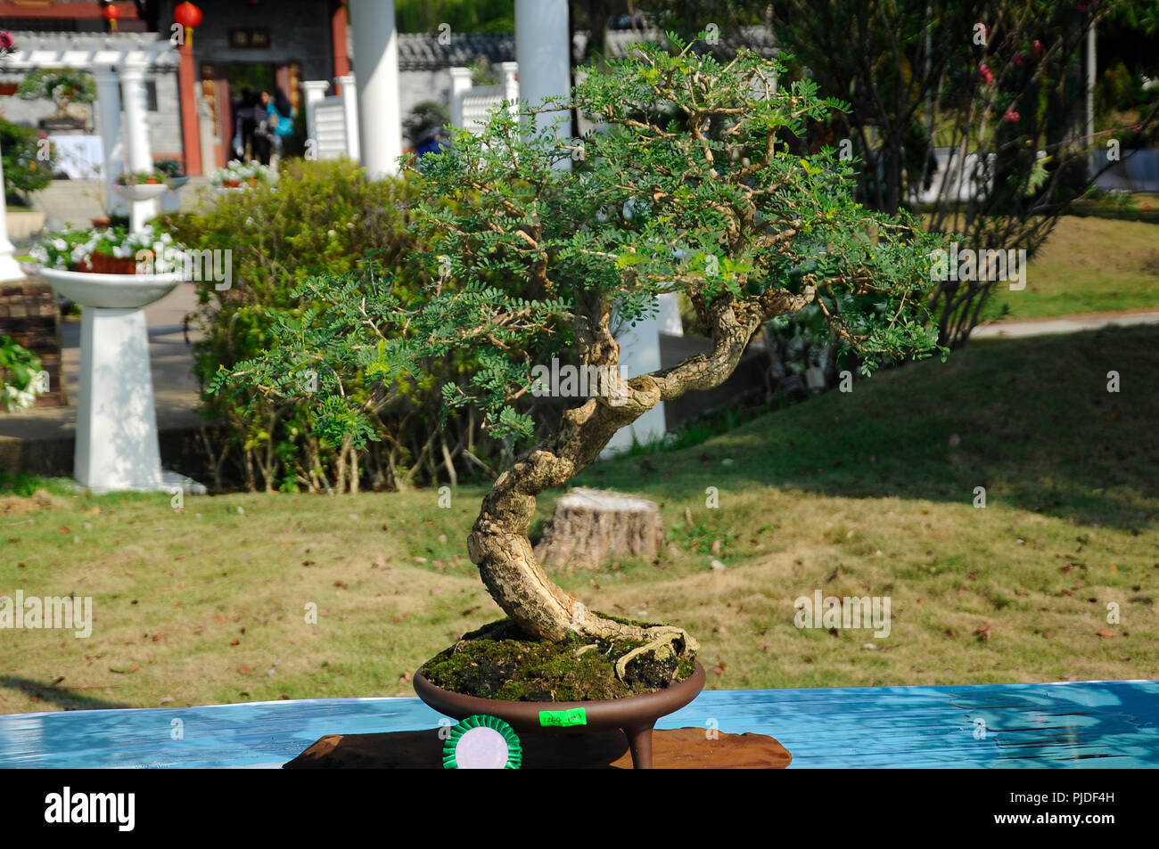 Bonsai tree display for public in Royal Floria Putrajaya garden in