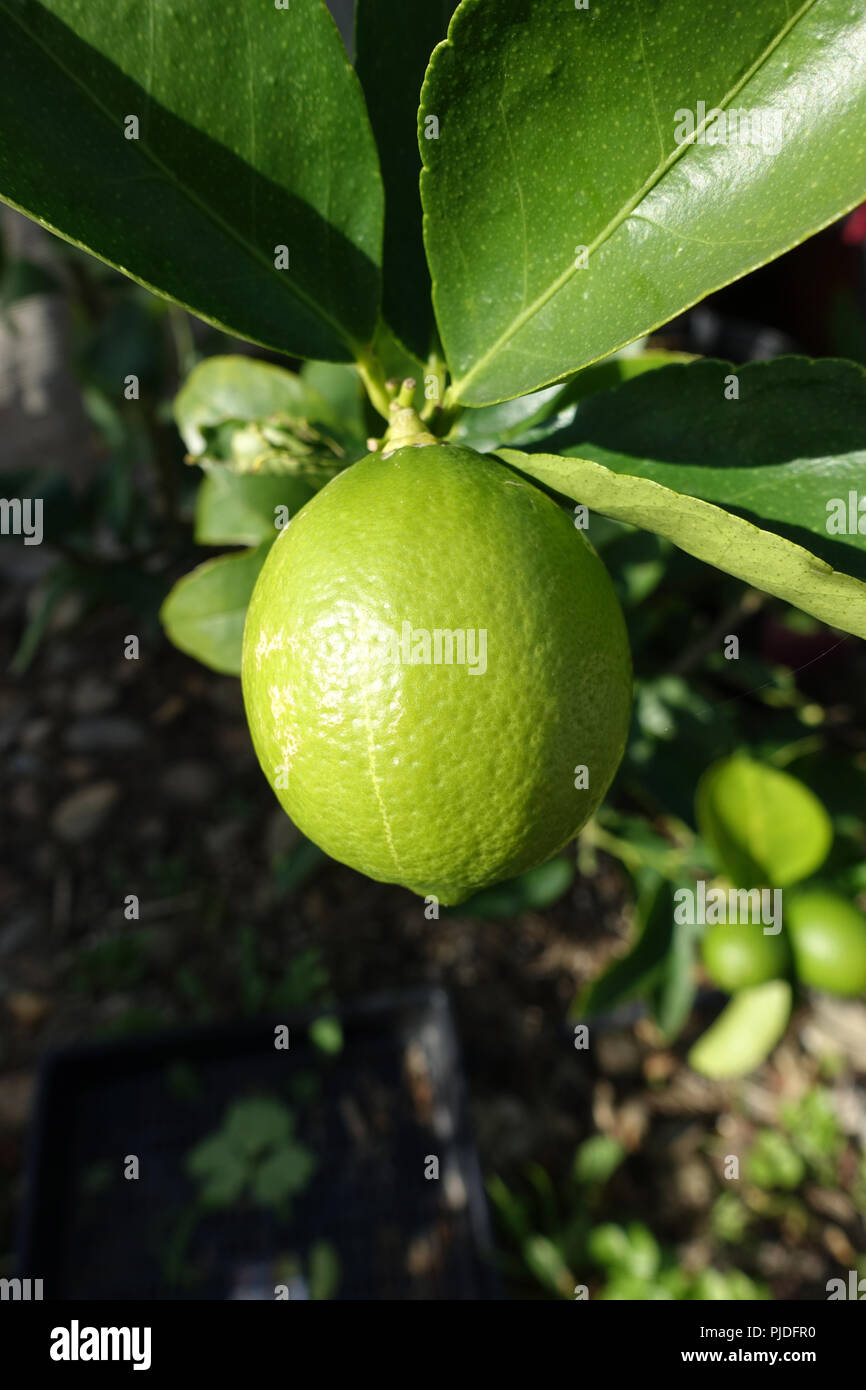 Tahitian lime citrus latifolia hires stock photography and images Alamy
