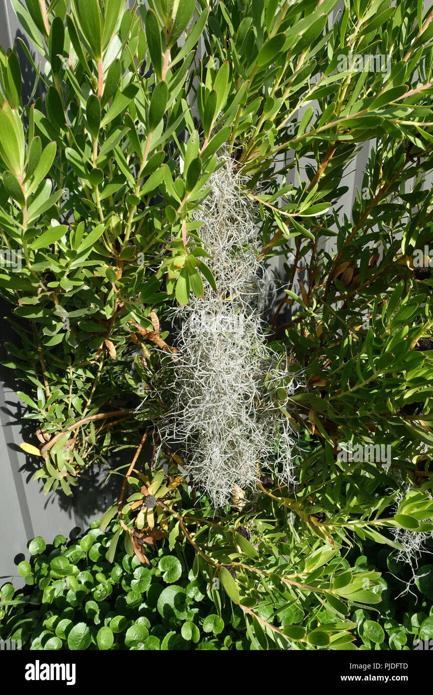 Old Man’s Beard plant, Spanish Moss, Tillandsia usneoides Stock Photo