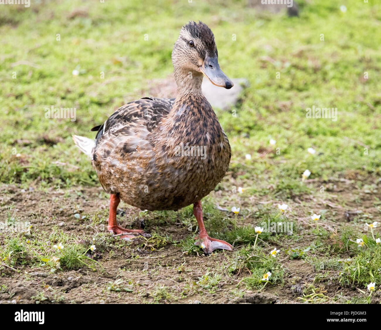 Female Mallard Duck Stock Photo Alamy female-mallard-duck-stock-photo-alamy