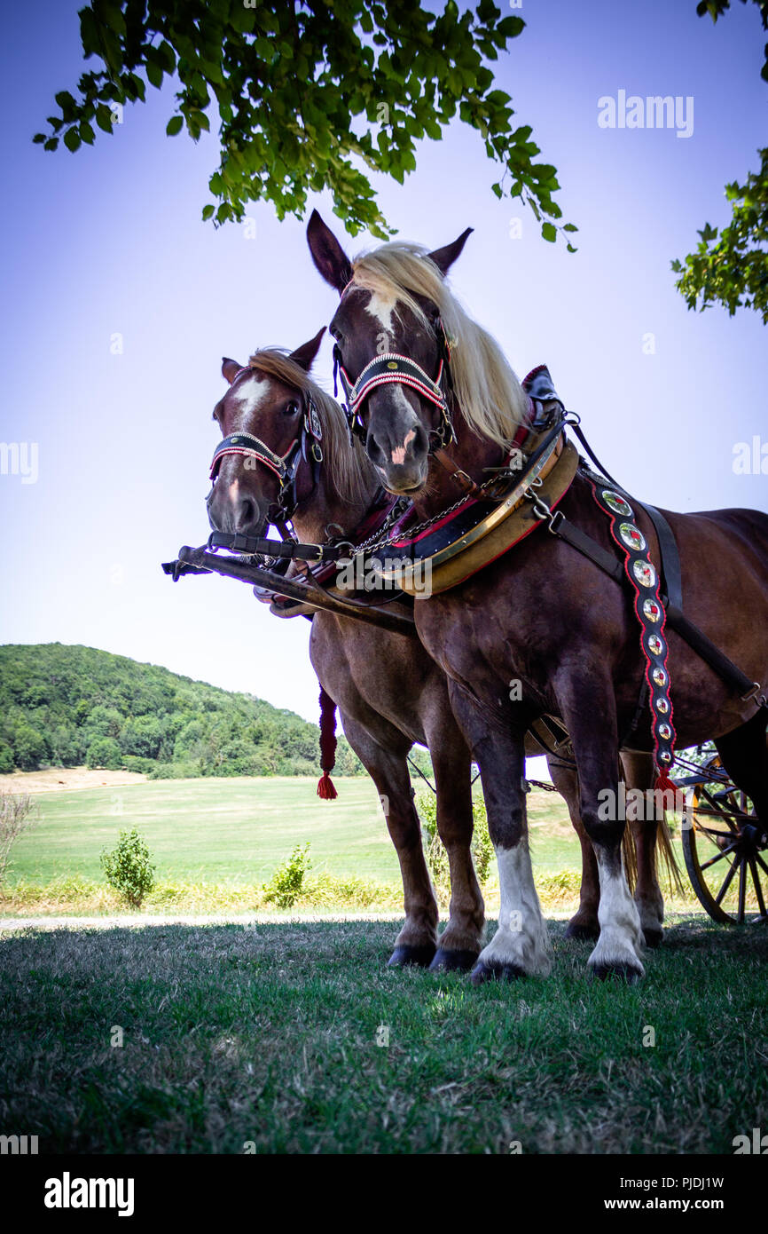 A pair of horses, brown, in a close-up carriage, stand on the square for tourists in the summer Stock Photo