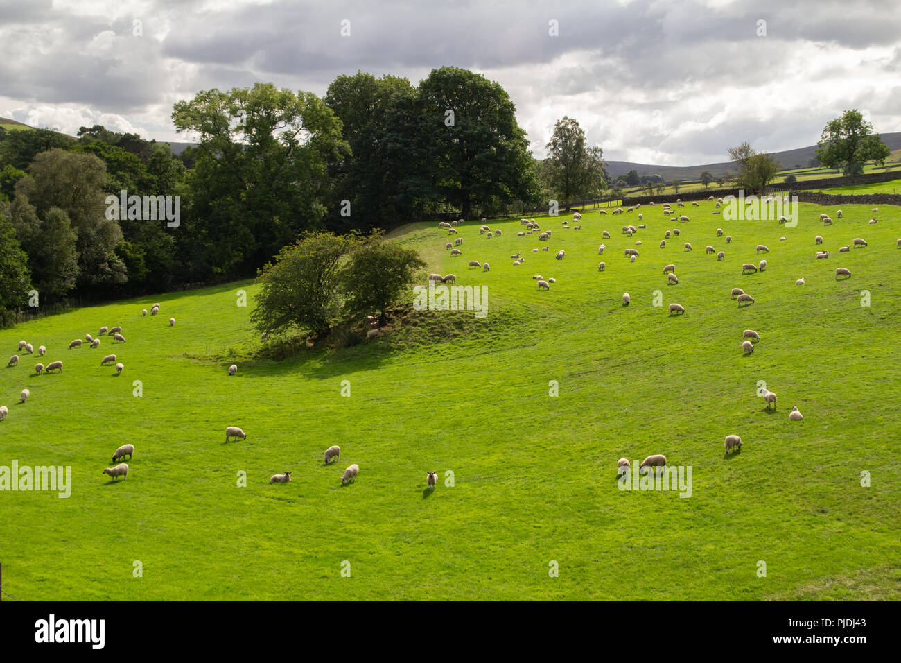 Sheep grazing in a meadow Stock Photo