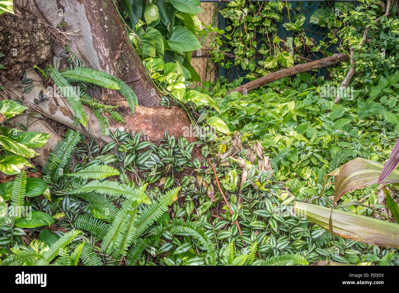 Tropical Rainforest in South Florida in winter Stock Photo - Alamy