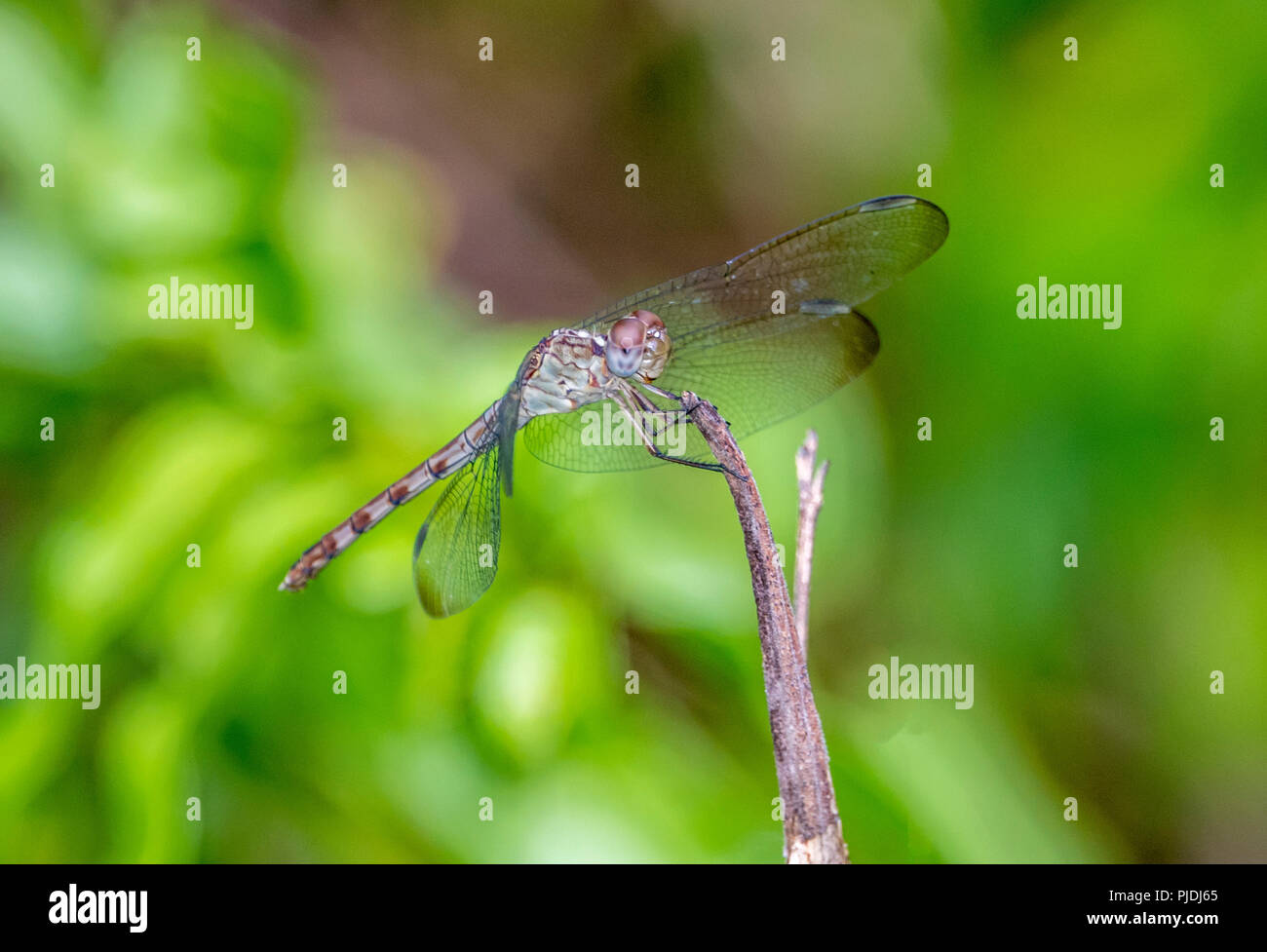 dragonfly is an insect belonging to the order Odonata, infraorder Anisoptera Stock Photo