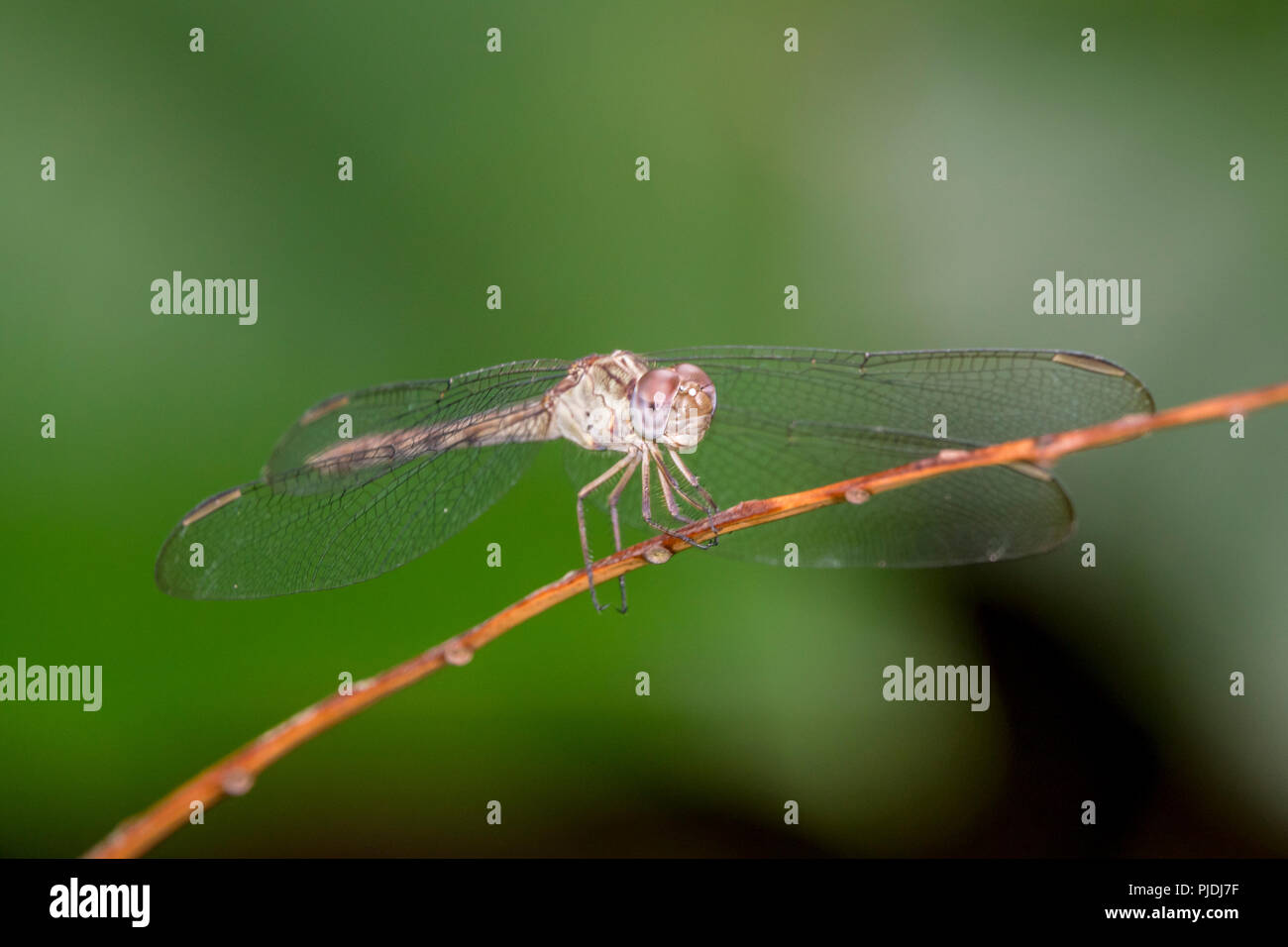 dragonfly is an insect belonging to the order Odonata, infraorder Anisoptera Stock Photo