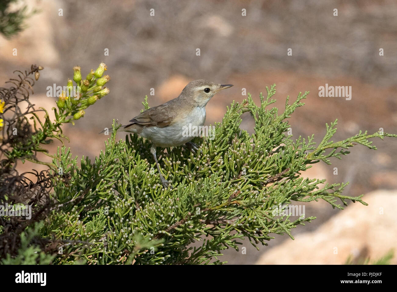 Booted warbler hi-res stock photography and images - Alamy