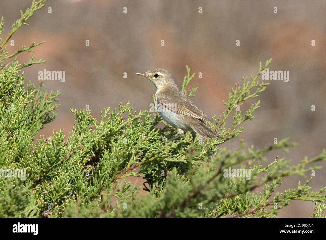 Booted Warbler (Iduna caligata Stock Photo - Alamy