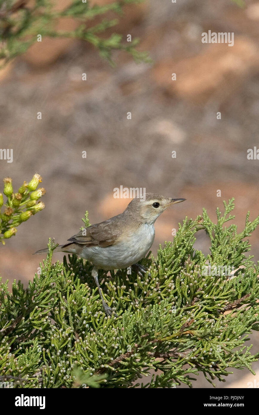 Booted Warbler (Iduna caligata Stock Photo - Alamy