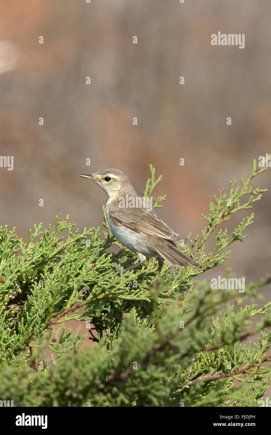 Booted Warbler (Iduna caligata Stock Photo - Alamy