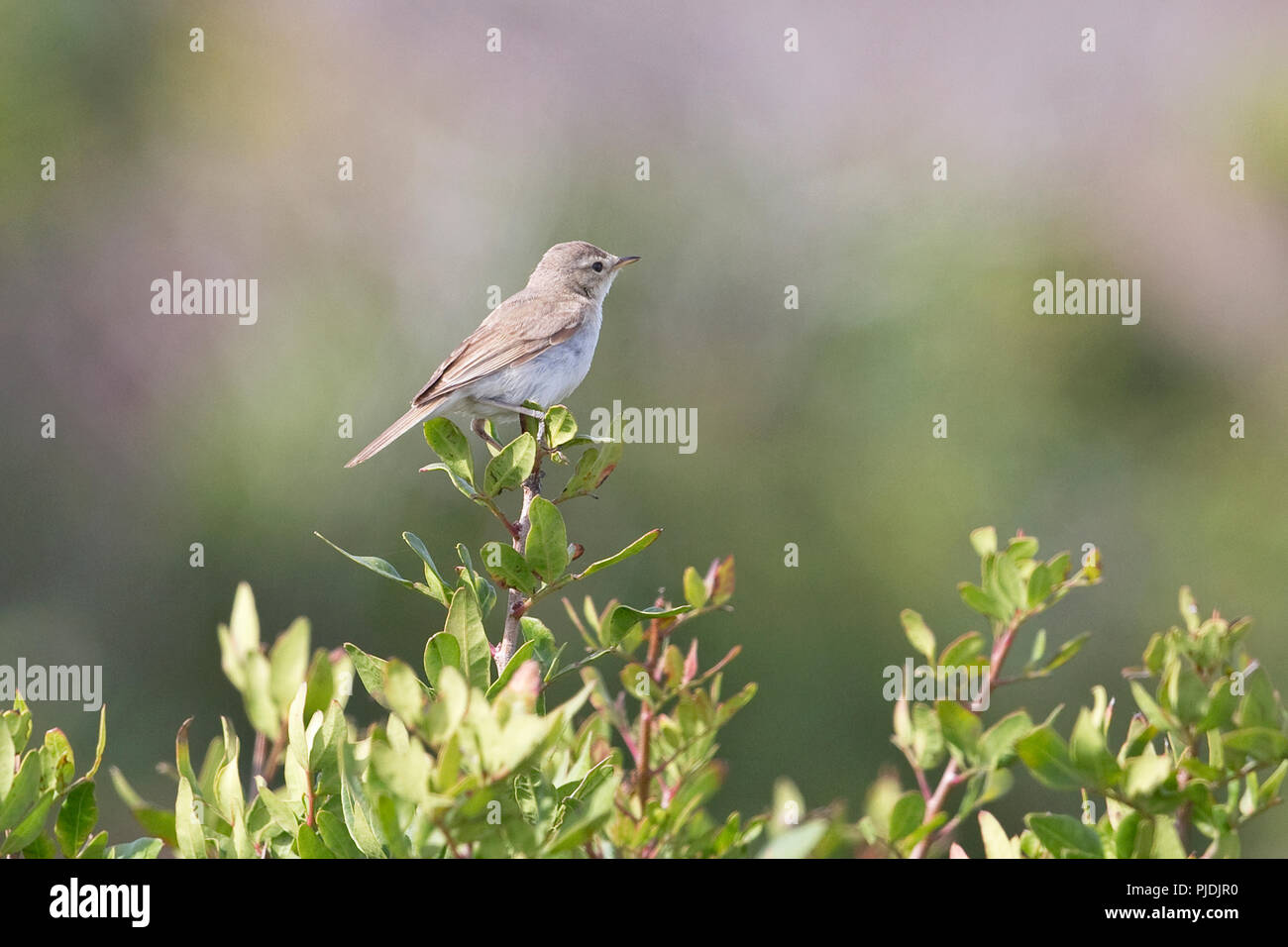 Booted Warbler (Iduna caligata Stock Photo - Alamy
