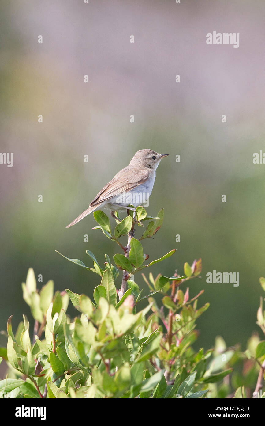 Booted Warbler (Iduna caligata Stock Photo - Alamy