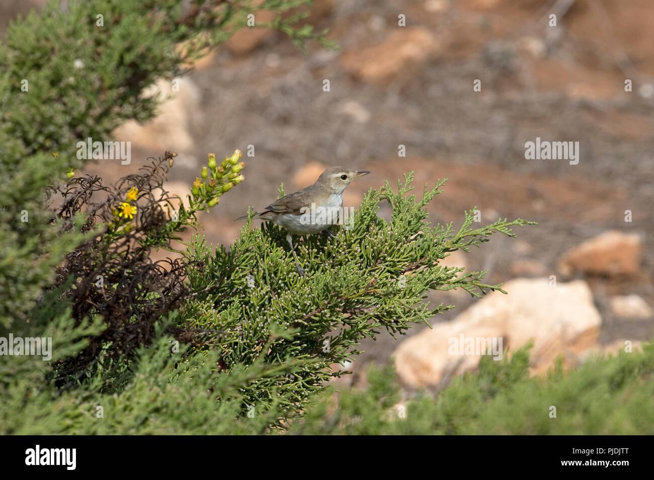 Booted Warbler (Iduna caligata Stock Photo - Alamy