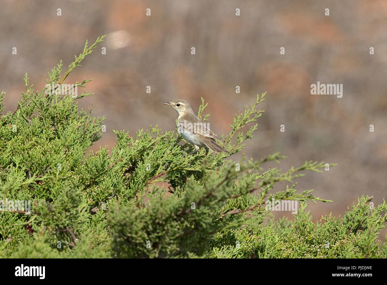 Booted Warbler (Iduna caligata Stock Photo - Alamy
