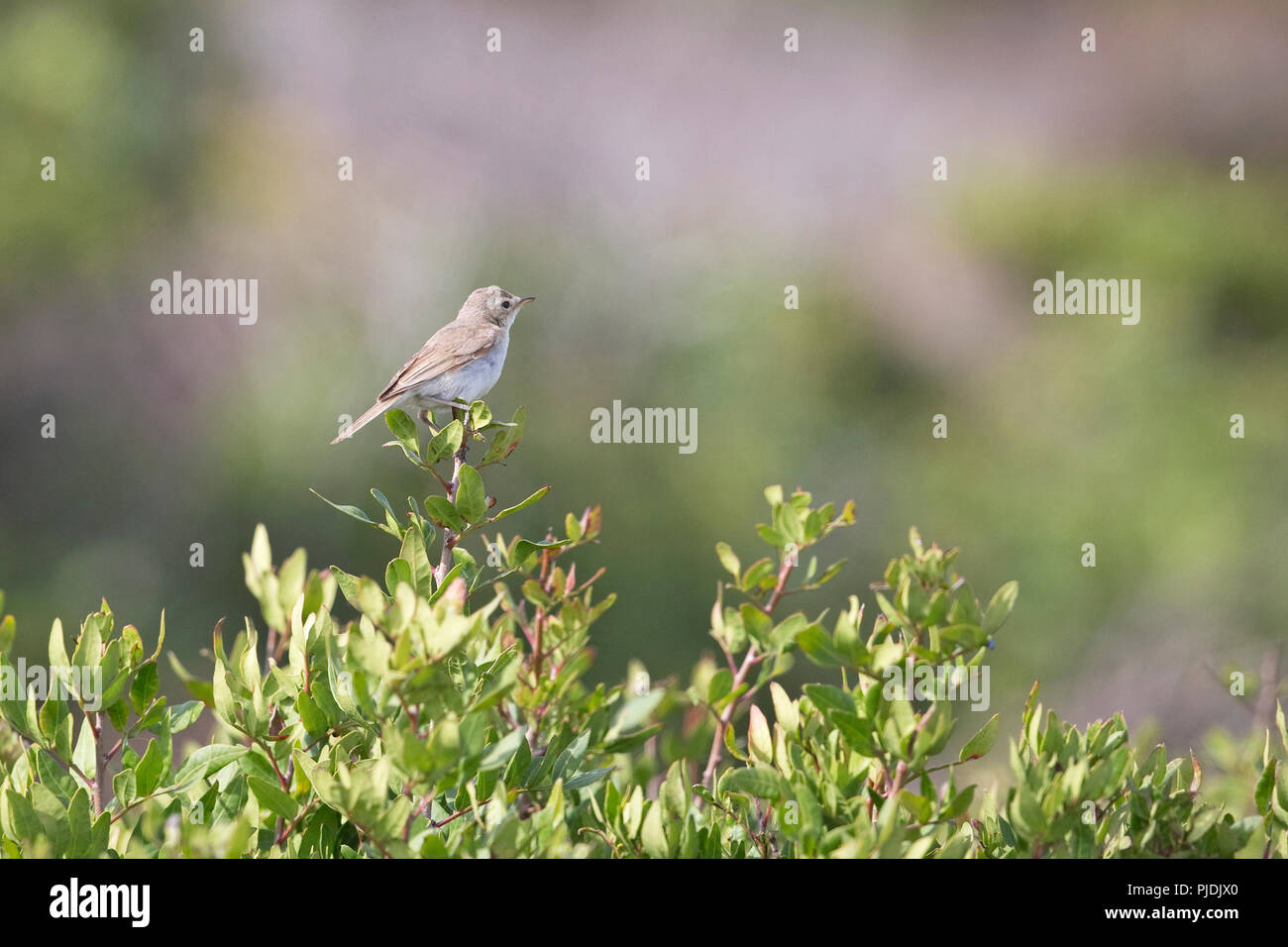 Booted Warbler (Iduna caligata Stock Photo - Alamy