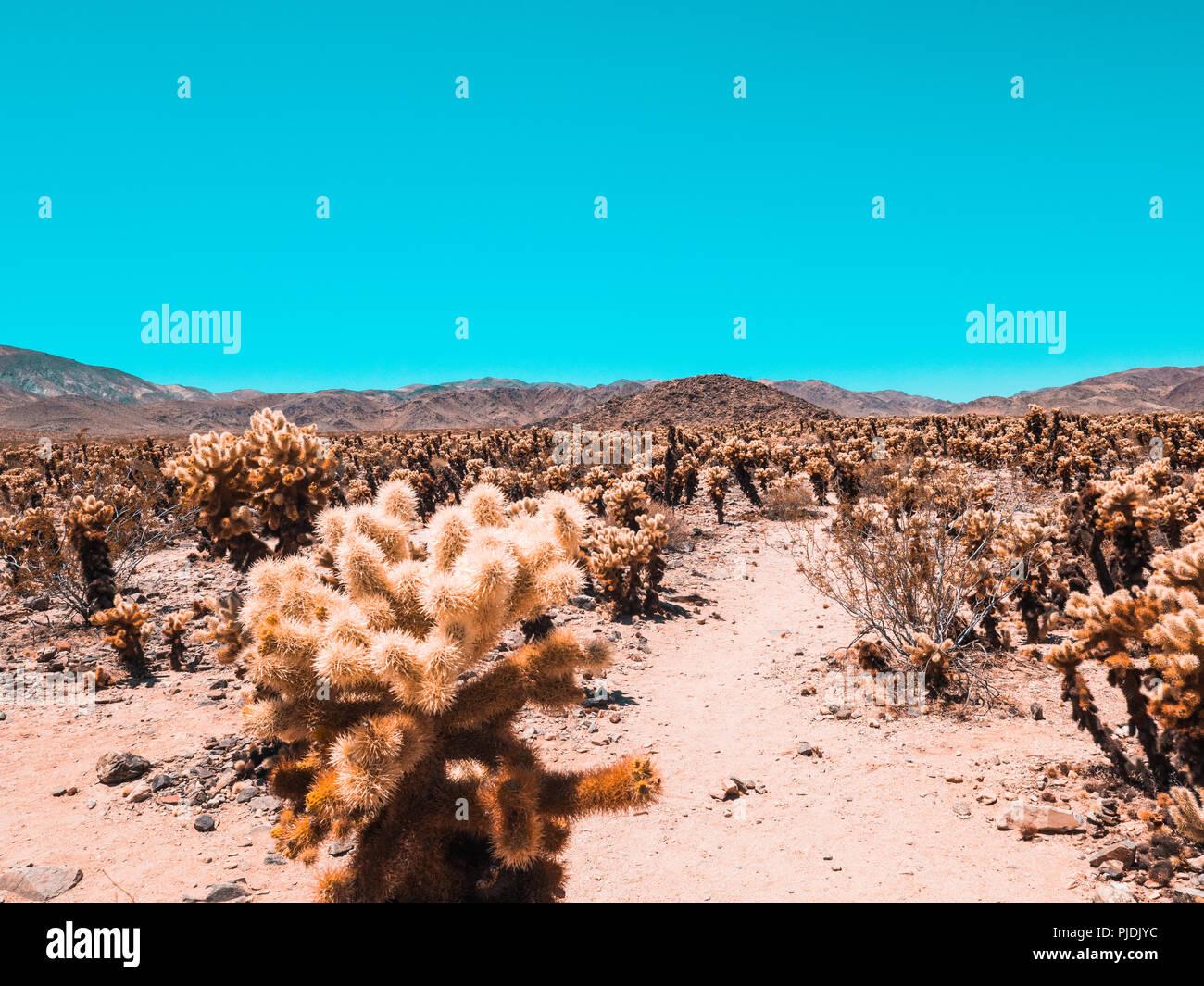 A warm field of orange cactus on the top of a mountain Stock Photo