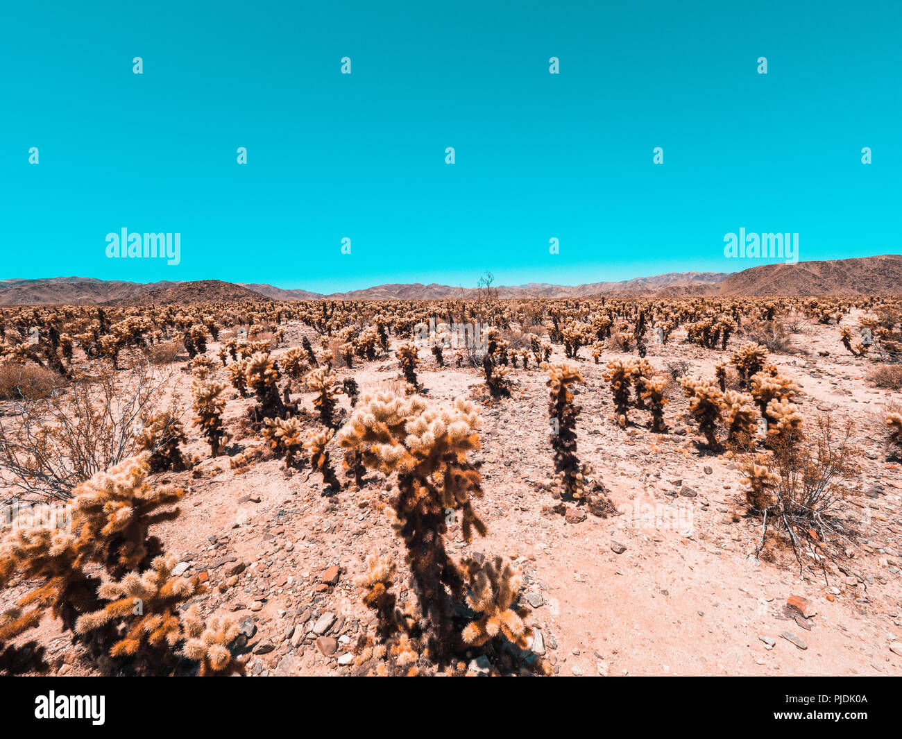 A warm field of orange cactus on the top of a mountain Stock Photo