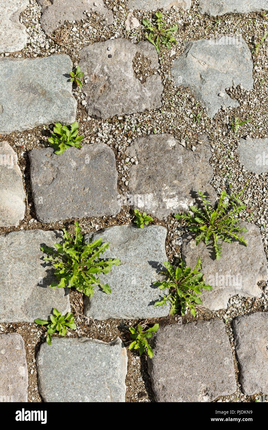 Weeds growing in concrete hi-res stock photography and images - Alamy