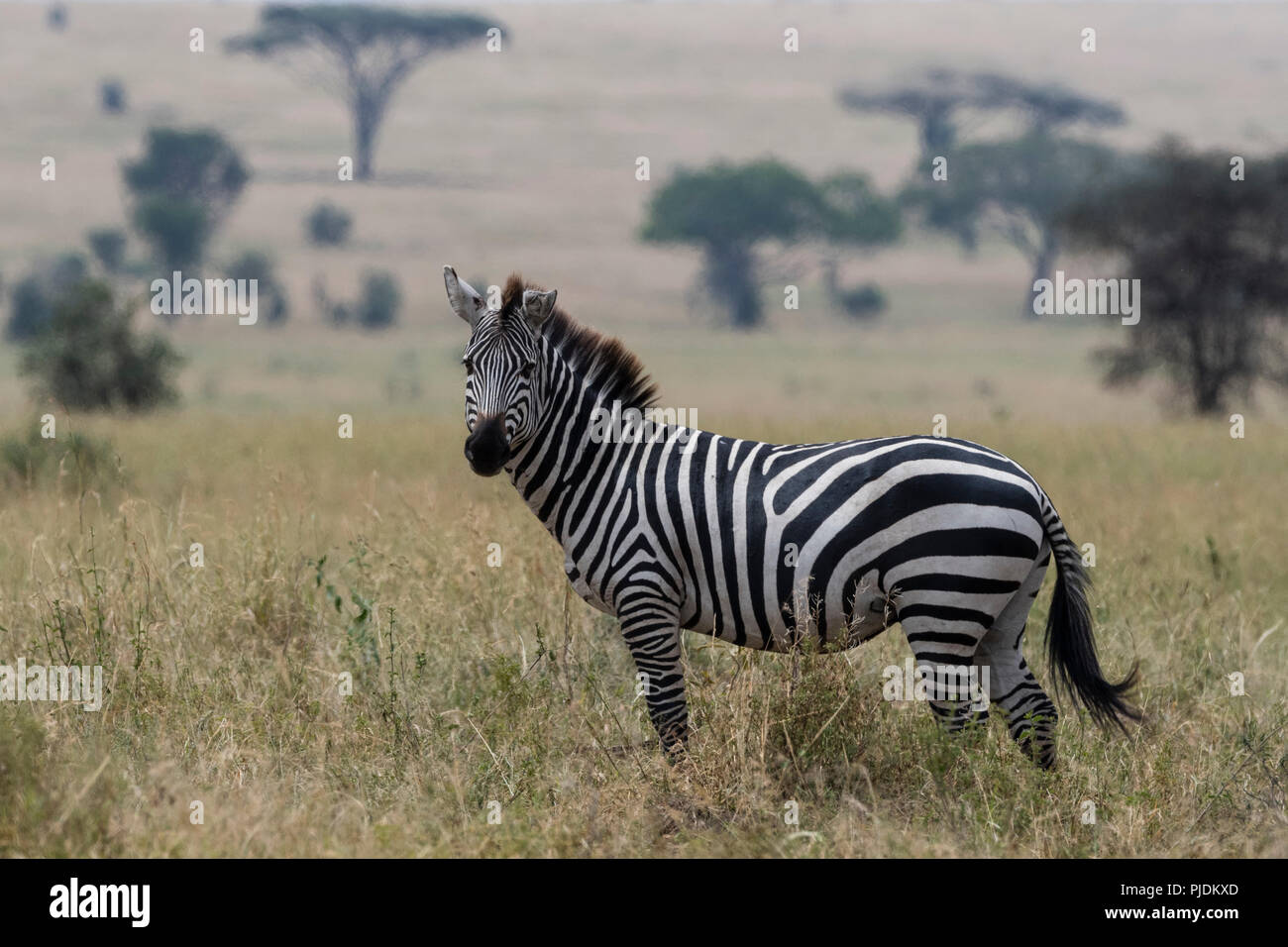 Plains zebra (Equus quagga), Seronera, Serengeti National Park, Tanzania Stock Photo