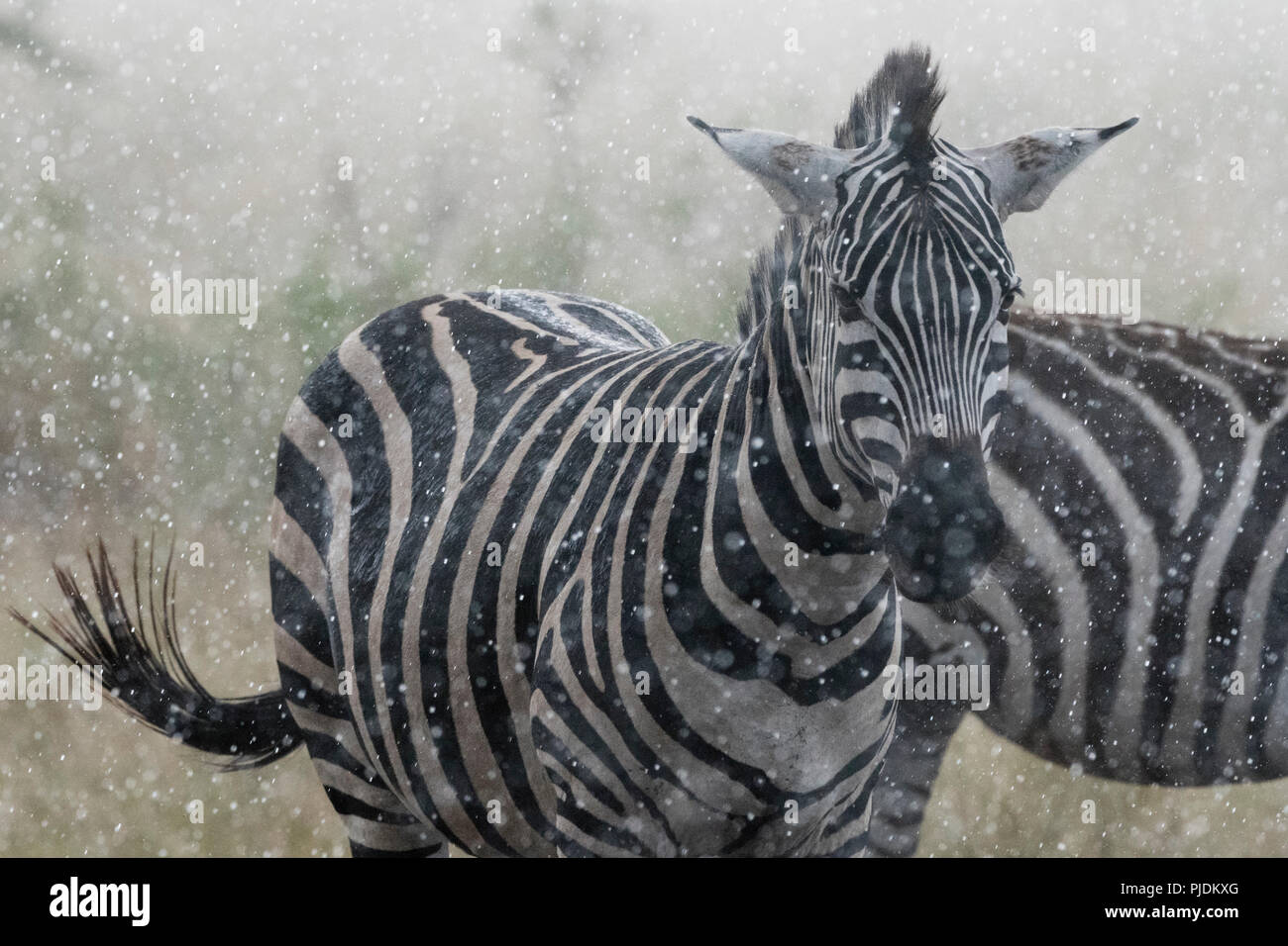 Plains zebras (Equus quagga) under the rain, Seronera, Serengeti National Park, Tanzania Stock Photo