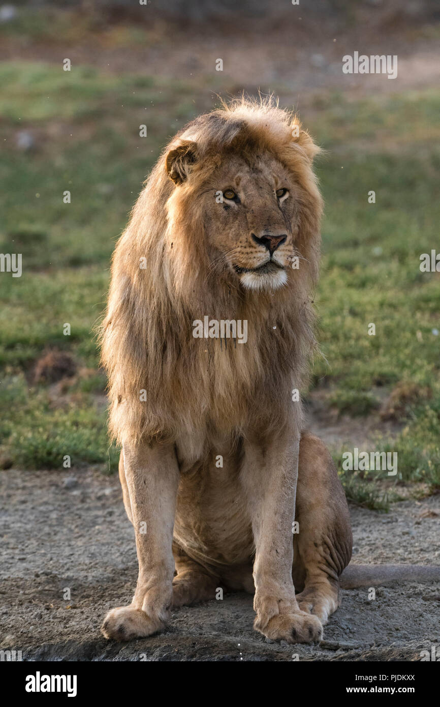 Male lion (Panthera leo), Ndutu, Ngorongoro Conservation Area, Serengeti, Tanzania Stock Photo