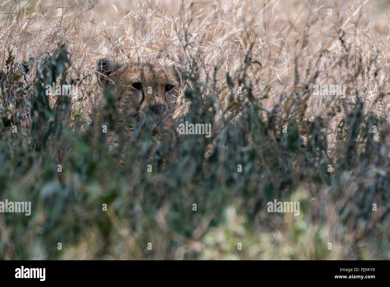 Cheetah (Acinonyx jubatus), Ndutu, Ngorongoro Conservation Area, Serengeti, Tanzania Stock Photo