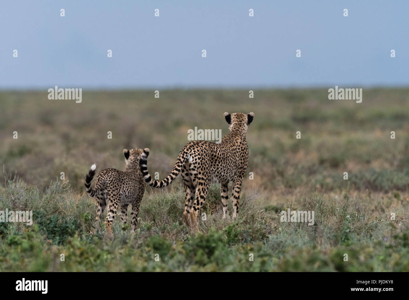 A female cheetah (Acinonyx jubatus) and its cub surveying the savannah, Ndutu, Ngorongoro Conservation Area, Serengeti, Tanzania Stock Photo