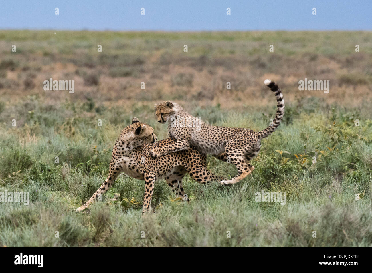 A female cheetah (Acinonyx jubatus) and its cub sparring, Ndutu, Ngorongoro Conservation Area, Serengeti, Tanzania Stock Photo