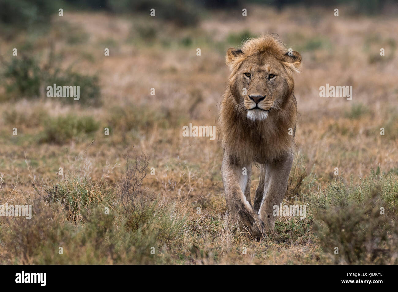 Male lion walking (Panthera leo), Ndutu, Ngorongoro Conservation Area, Serengeti, Tanzania Stock Photo