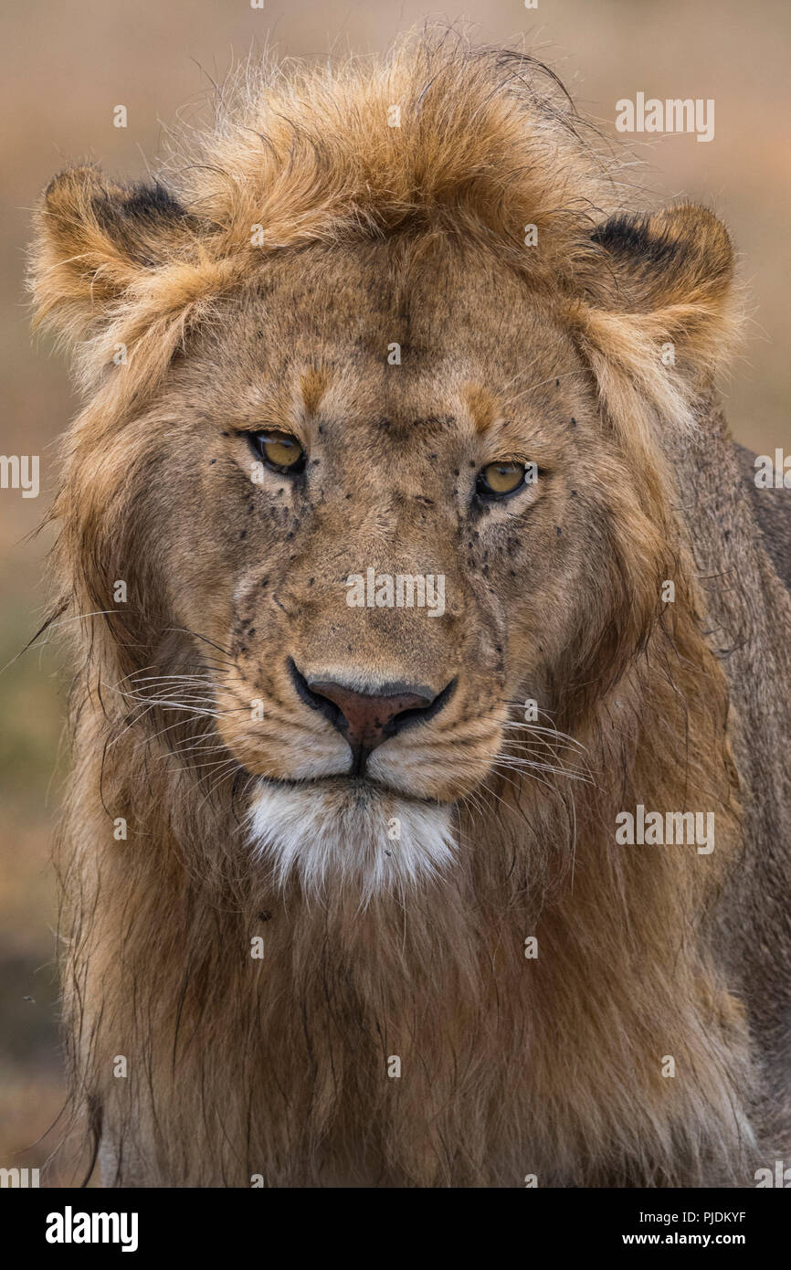 Male lion portrait (Panthera leo), Ndutu, Ngorongoro Conservation Area, Serengeti, Tanzania Stock Photo