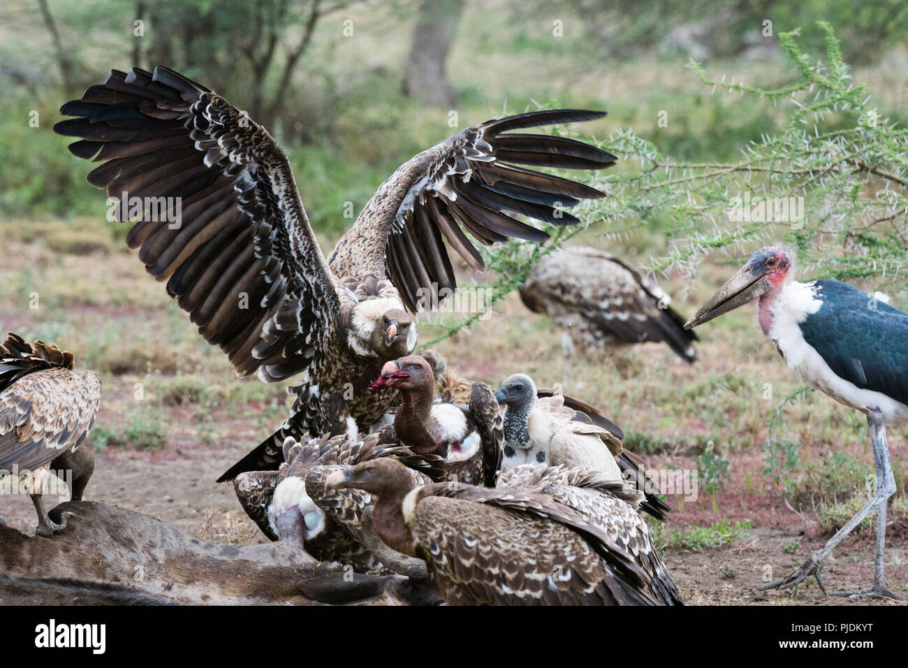 White-backed vultures (Gyps africanus) on a carcass, Ndutu, Ngorongoro Conservation Area, Serengeti, Tanzania Stock Photo
