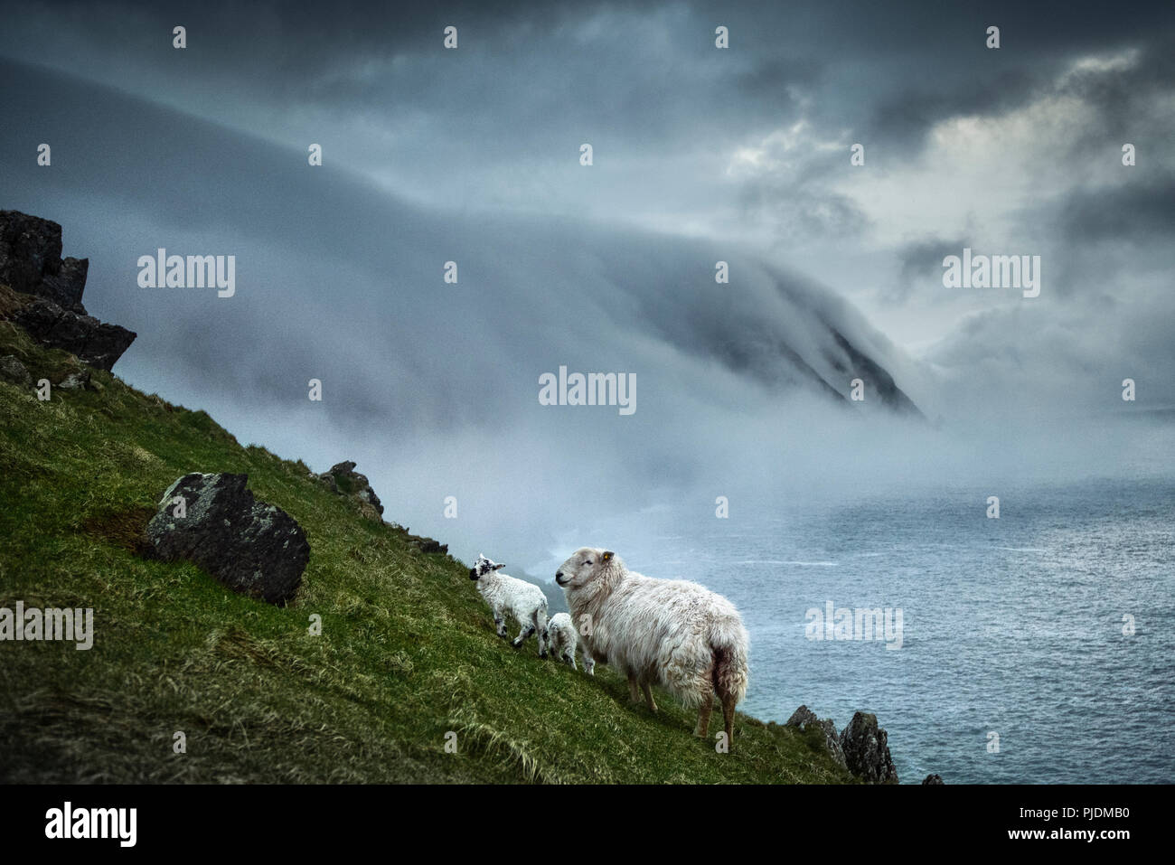 Sheep and floating sea fog, Blasket Islands, Great Blasket, Ireland Stock Photo