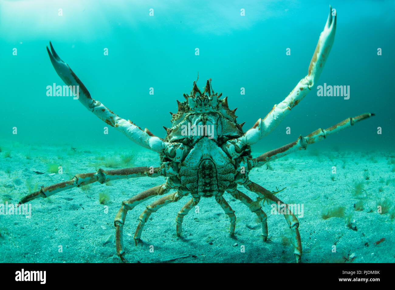 Spider crab in fighting pose, Inishmore, Aran Islands, Ireland Stock Photo